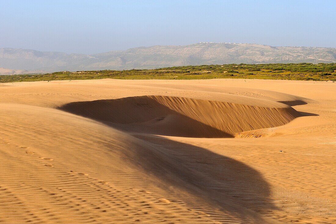 um Tamri an der Atlantikküste, zwischen Agadir und Essaouira, Marokko, Nordafrika