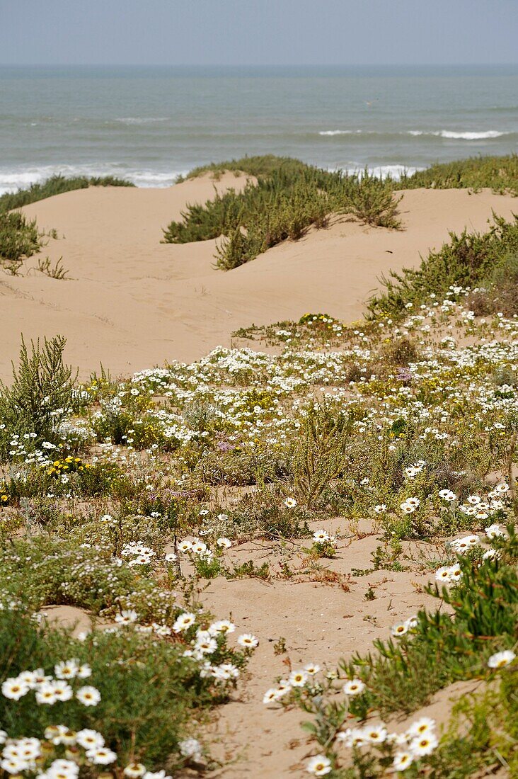 Souss-Massa-Nationalpark, Atlantikküste, Marokko, Nordafrika