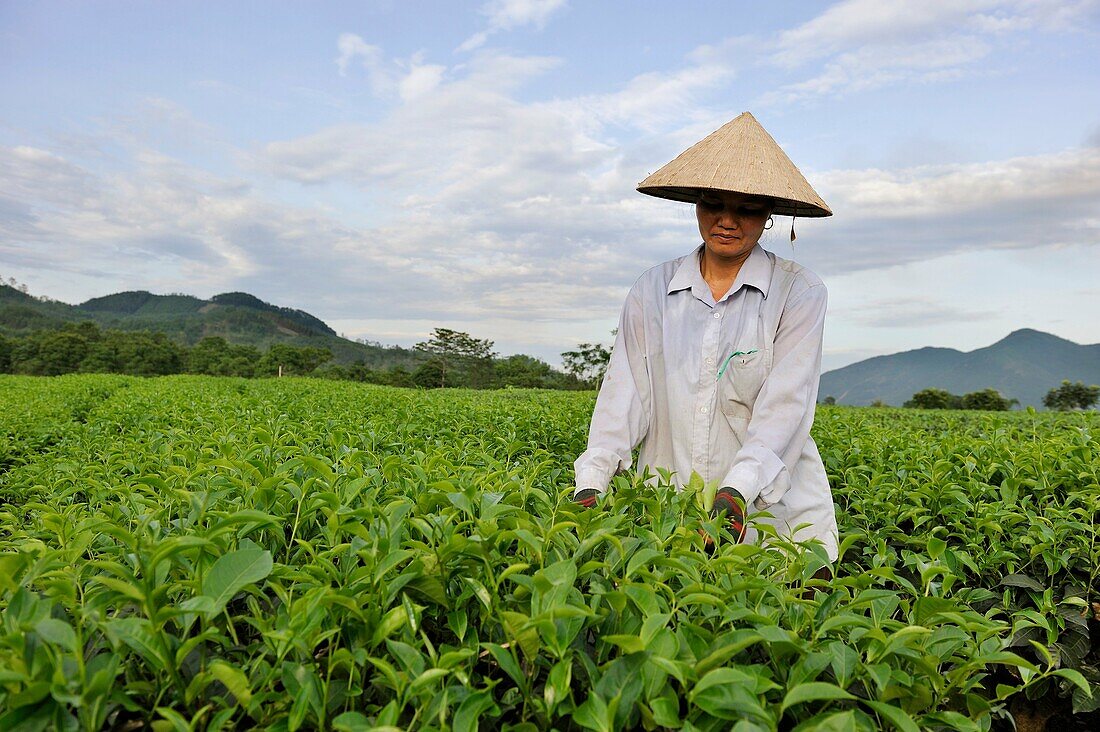 manuelle ernte, teefeld bei Mylam, um Tuyen Quang, nordvietnam, südostasien