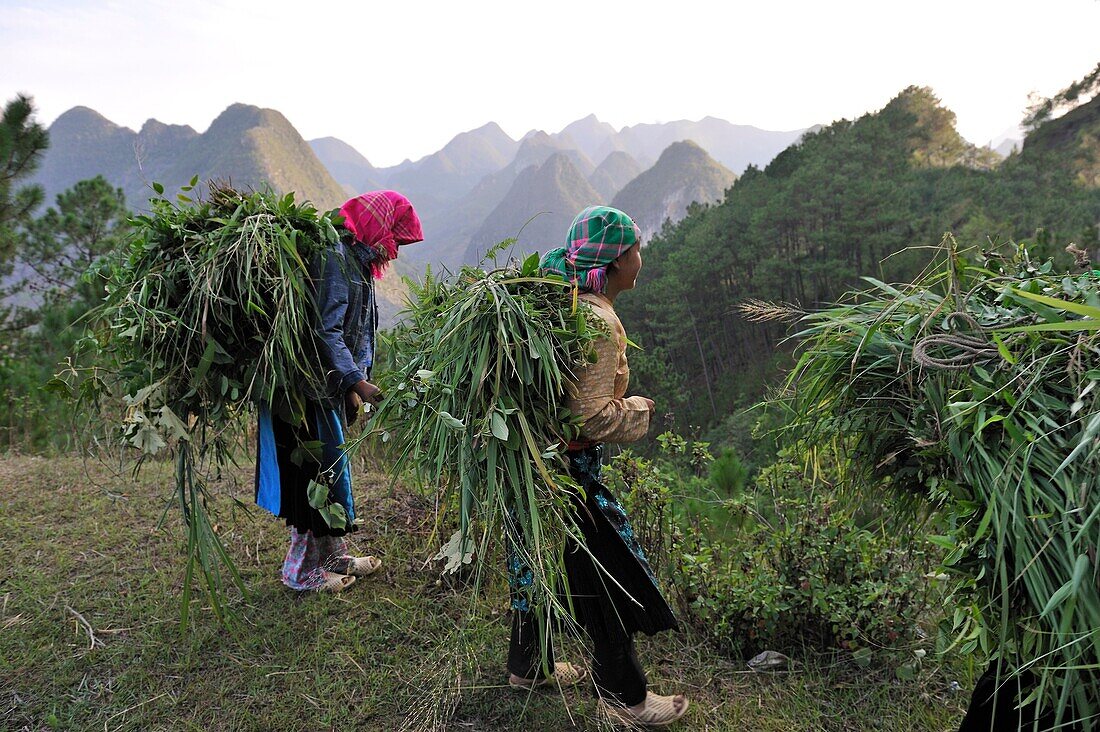 Frauen tragen Futter auf dem Rücken, Gebiet Dong Van, Provinz Ha Giang, Nordvietnam, Südostasien