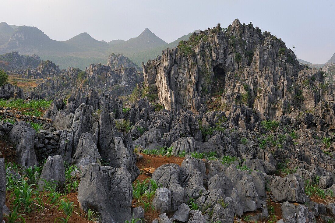 Maisanbau zwischen den Felsen um Dong Van, Provinz Ha Giang, Nordvietnam, Südostasien