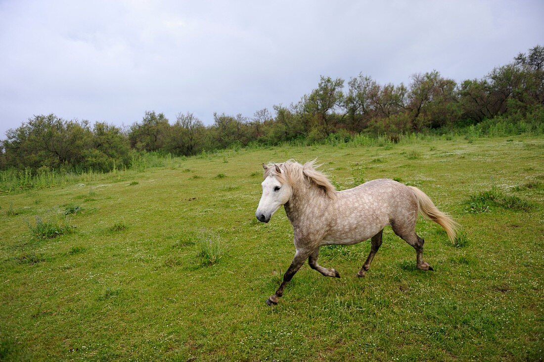 Pferd aus der Camargue, Grau du Roi, Departement Gard, Frankreich, Europa