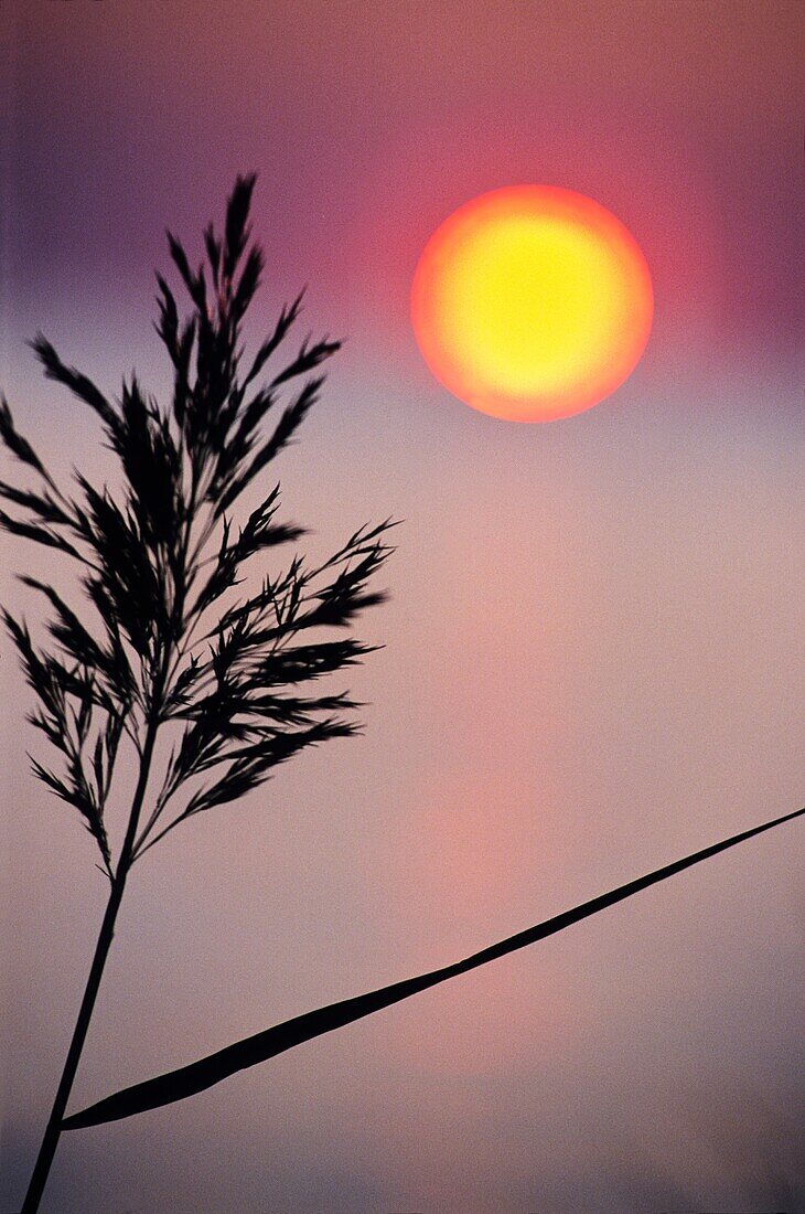 reed at sunset, Camargue, Bouches du Rhone department, Provence, Southeastern of France, Europe