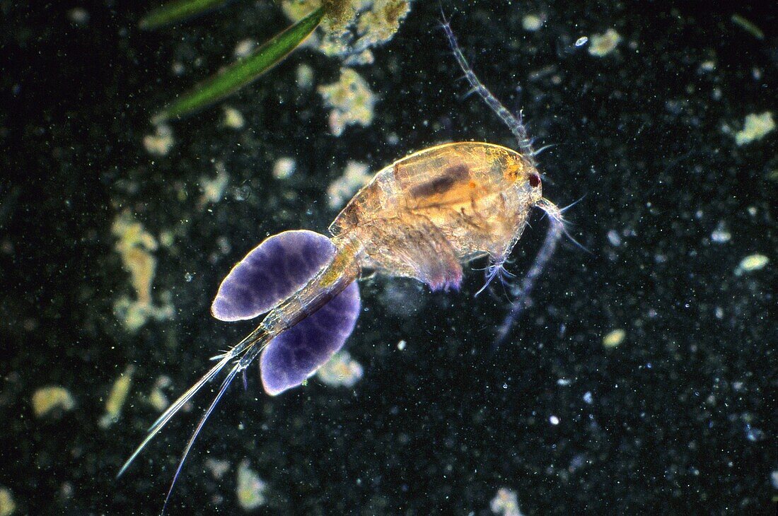 Eggs of copepod Crustacean Invertebrate Optic Microscopy