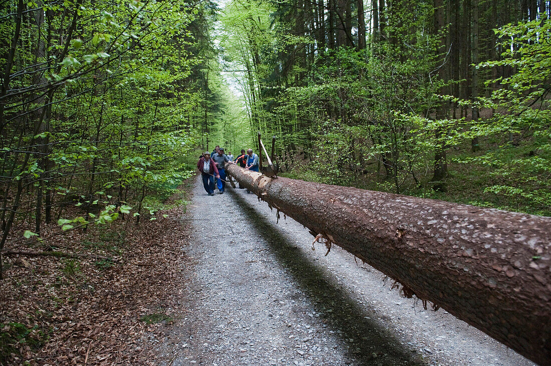 Big tree trank for the Maypole, Sindelsdorf, Weilheim-Schongau, Bavarian Oberland, Upper Bavaria, Bavaria, Germany