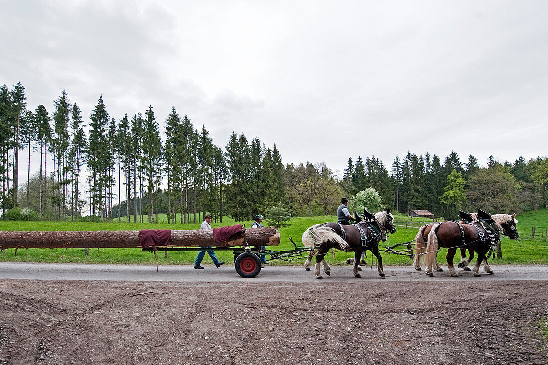 Pferdekutsche mit einem Baumstamm, Maibaumfest, Sindelsdorf, Weilheim-Schongau, Bayerisches Oberland, Oberbayern, Bayern, Deutschland