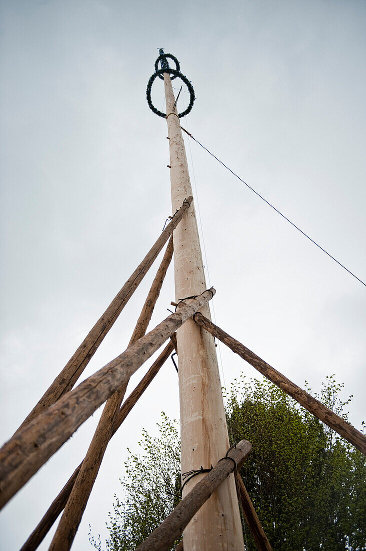 Maibaum aufstellen, Maibaum, Sindelsdorf, Weilheim-Schongau, Bayerisches Oberland, Oberbayern, Bayern, Deutschland