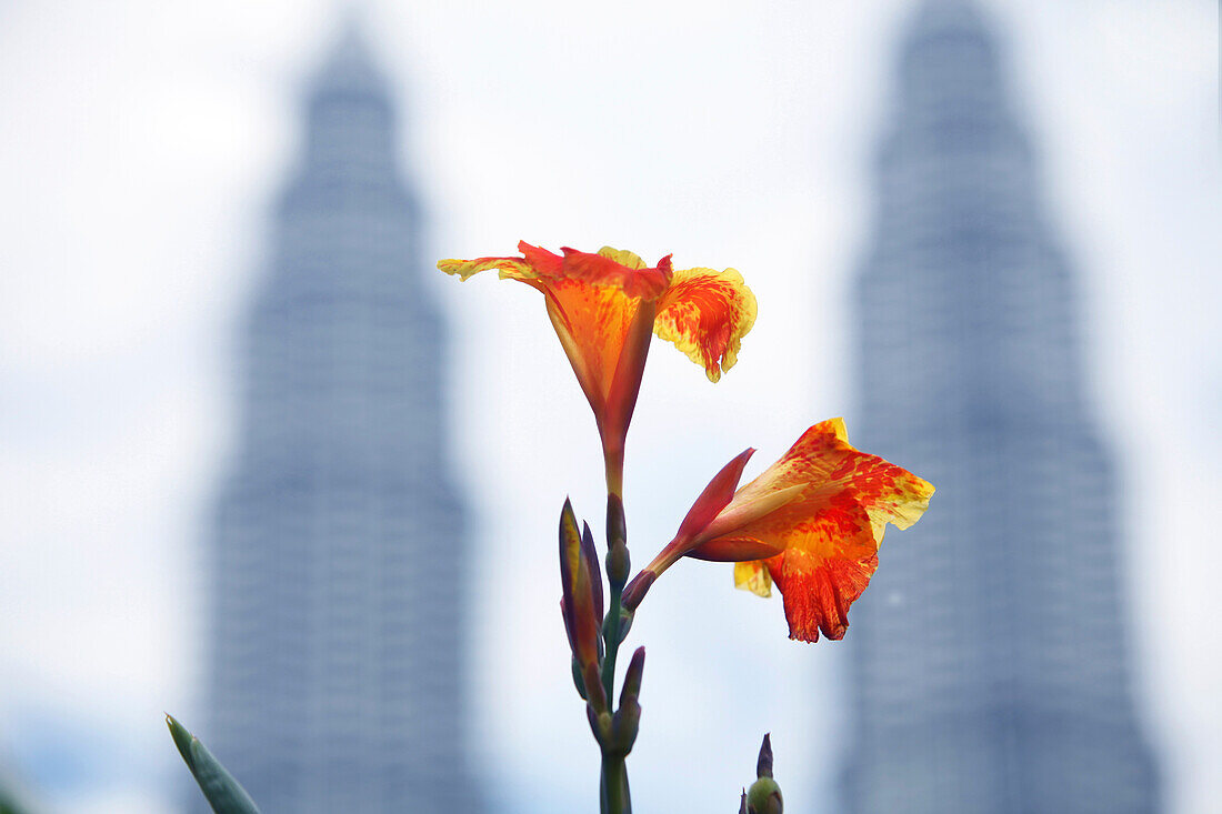Orange Gladiolen Petronas Türme im Hintergrund, Kuala Lumpur, Malaysia, Asien