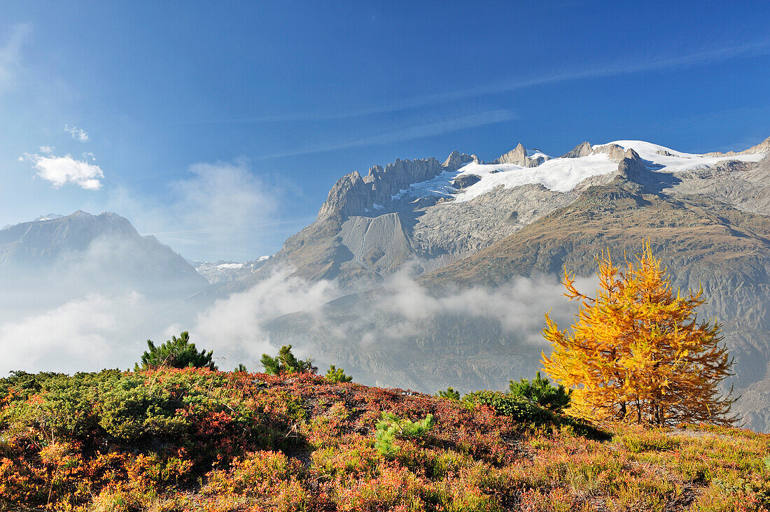 Larch in autumn colours in front of Rotstock, glacier Grosser Aletschgletscher, UNESCO World Heritage Site Swiss Alps Jungfrau - Aletsch, Bernese Alps, Valais, Switzerland, Europe