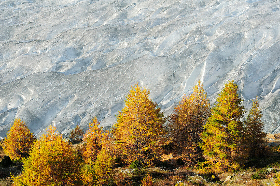 Larches in autumn colours in front of glacier Grosser Aletschgletscher, UNESCO World Heritage Site Swiss Alps Jungfrau - Aletsch, Bernese Alps, Valais, Switzerland, Europe