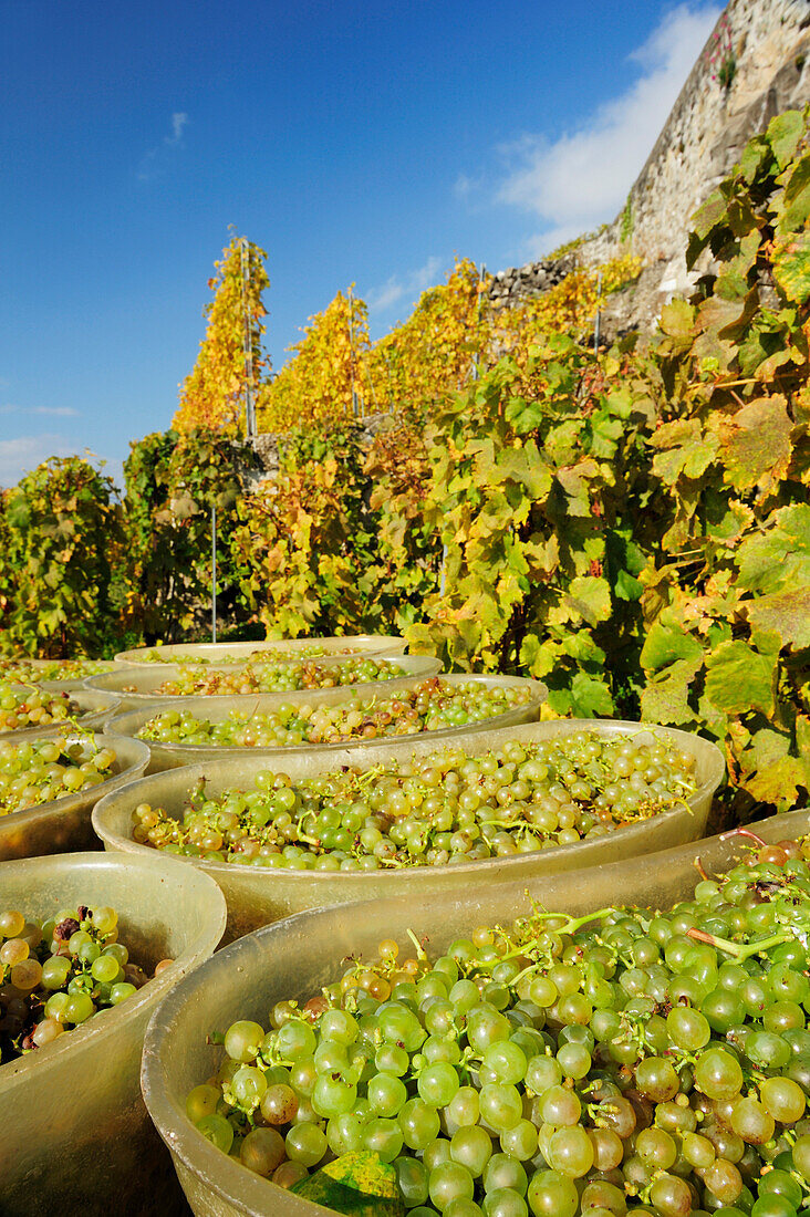 Weintrauben in Bottichen bei Weinlese, Genfer See, Weinberge von Lavaux, UNESCO Welterbe Weinbergterrassen von Lavaux, Waadtland, Schweiz, Europa