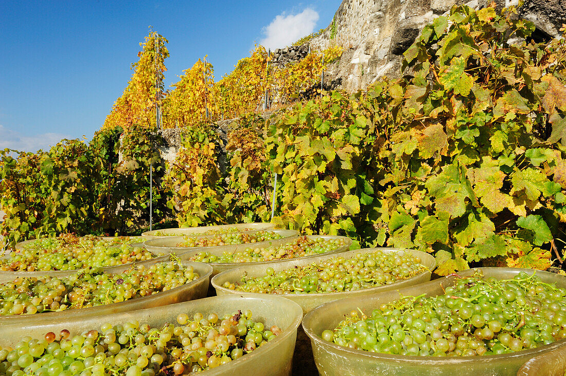 Weintrauben in Bottichen bei Weinlese, Genfer See, Weinberge von Lavaux, UNESCO Welterbe Weinbergterrassen von Lavaux, Waadtland, Schweiz, Europa