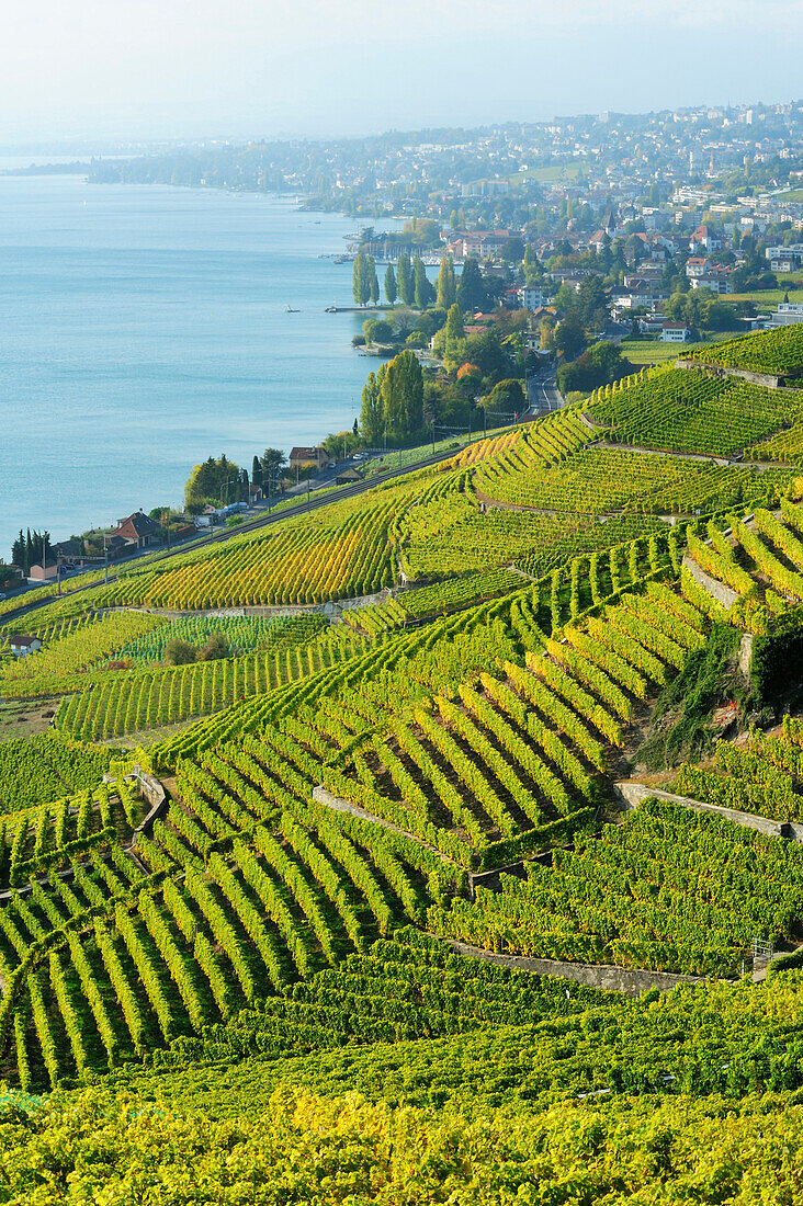 Weinberge mit Genfer See, Genfer See, Weinberge von Lavaux, UNESCO Welterbe Weinbergterrassen von Lavaux, Waadtland, Schweiz, Europa