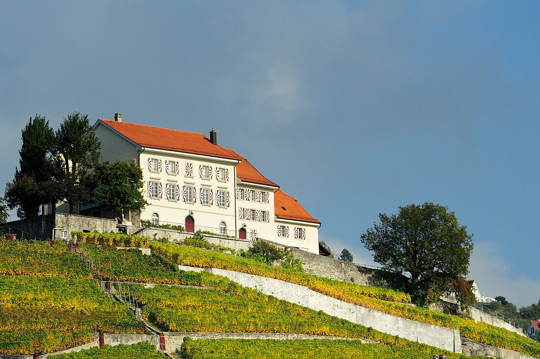 Gutshaus in Weinberg, Genfer See, Weinberge von Lavaux, UNESCO Welterbe Weinbergterrassen von Lavaux, Waadtland, Schweiz, Europa