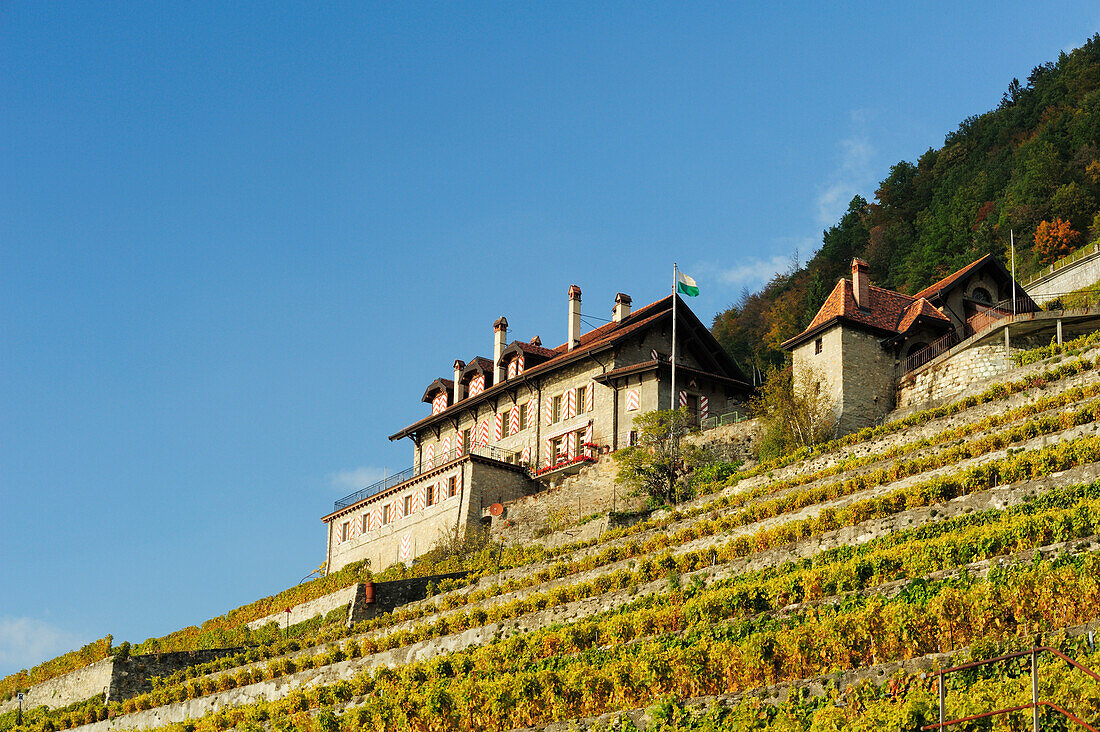 Gutshaus in Weinberg, Genfer See, Weinberge von Lavaux, UNESCO Welterbe Weinbergterrassen von Lavaux, Waadtland, Schweiz, Europa