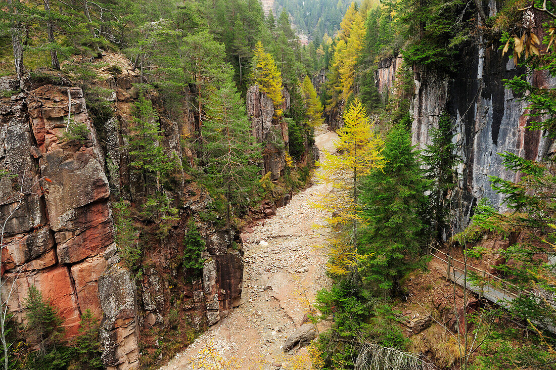 Nadelbäume in der Bletterbachschlucht, UNESCO Weltnaturerbe Dolomiten, Südtirol, Italien, Europa