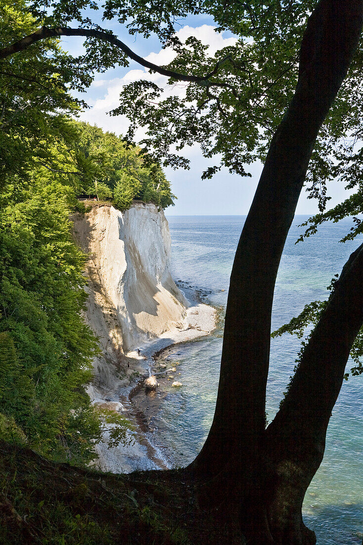 Chalk cliff coast, Ruegen, Jasmund National Park, Germany, Europe