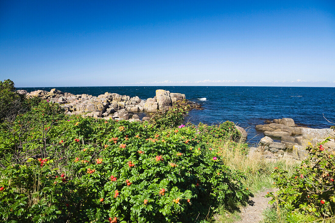 Coastal scenery with rugosa roses, near Hammeren, Hammer Odde, Bornholm, Denmark