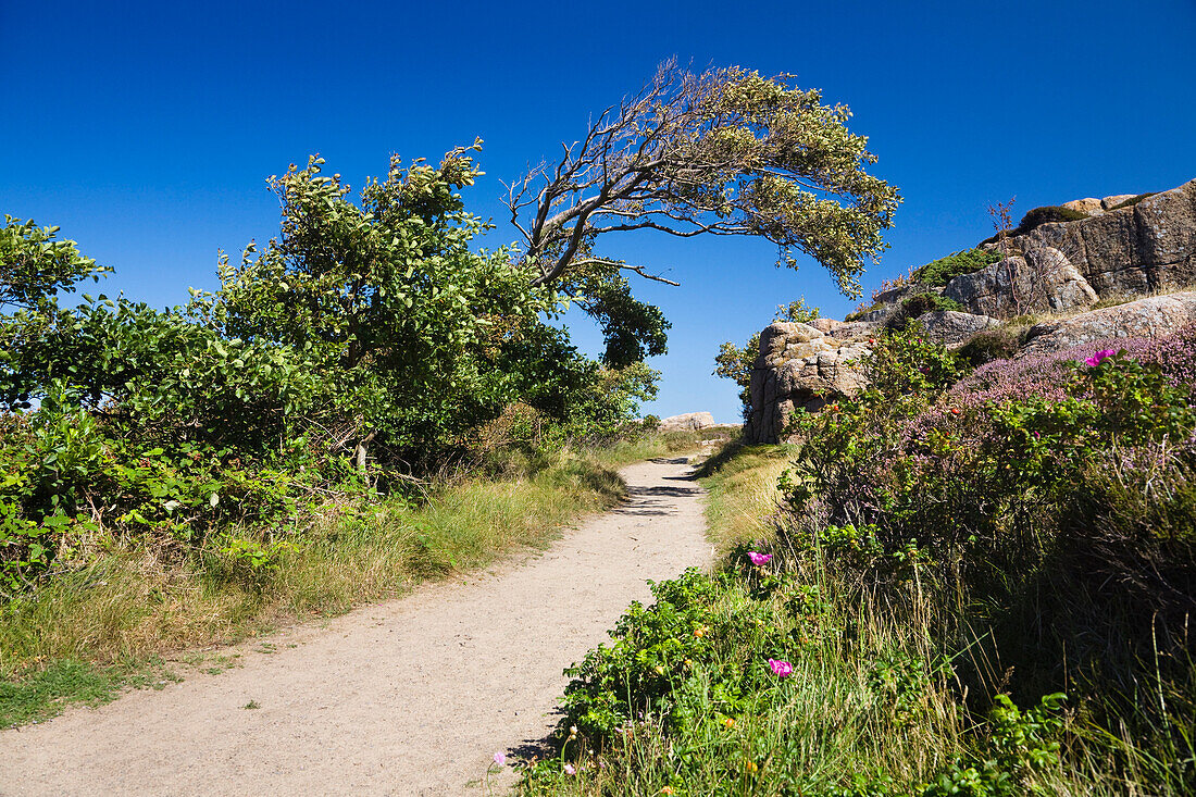 Wanderweg in der Küstenlandschaft an der Nordspitze von Bornholm, Hammer Odde, Hammeren, Bornholm, Daenemark, Europa