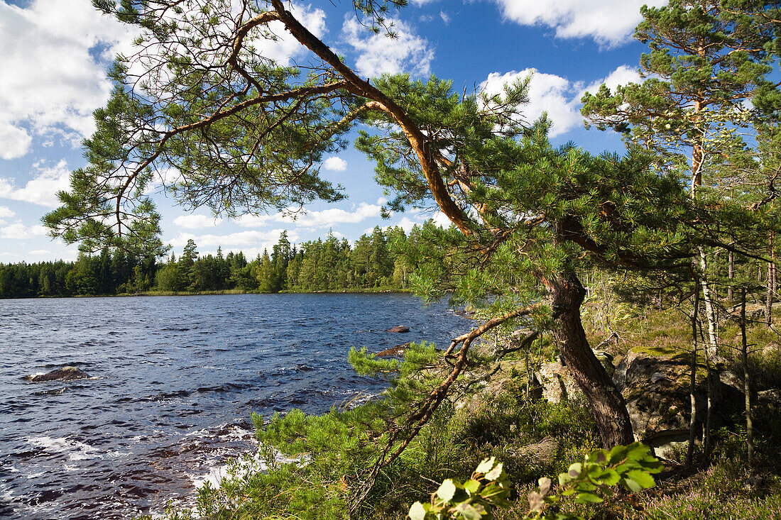 Pine tree on the shore of St. Hindsjön lake, South Sweden, Scandinavia, Europe