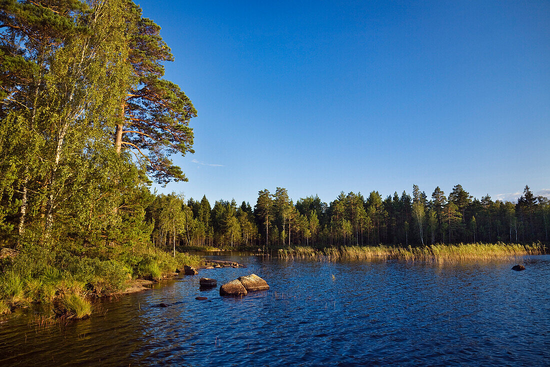 Unversehrte Natur am schwedischen Boasjön See, Smaland, Süd Schweden, Skandinavien, Europa