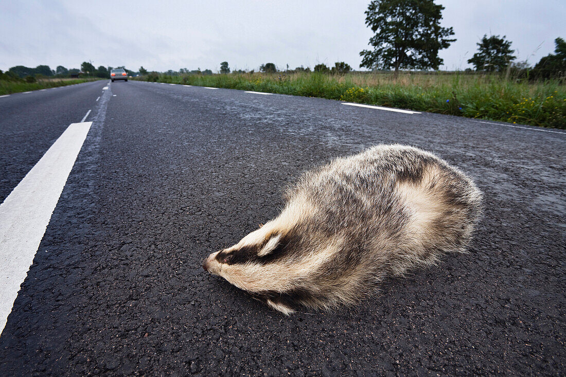 Dead badger on a country road, Smaland, Sweden