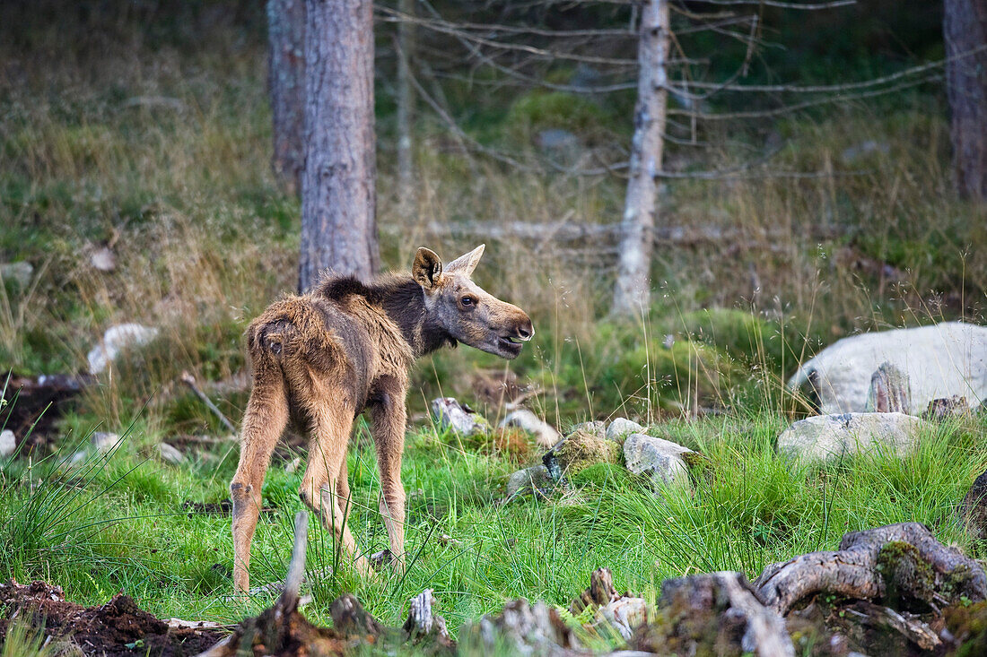 Eurasian elk calf, Sweden, Scandinavia, Europe
