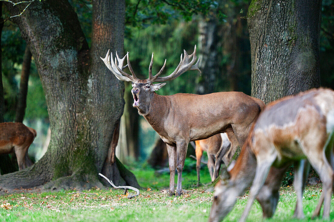 Red Deer belling, Cervus elaphus, Germany, Europe