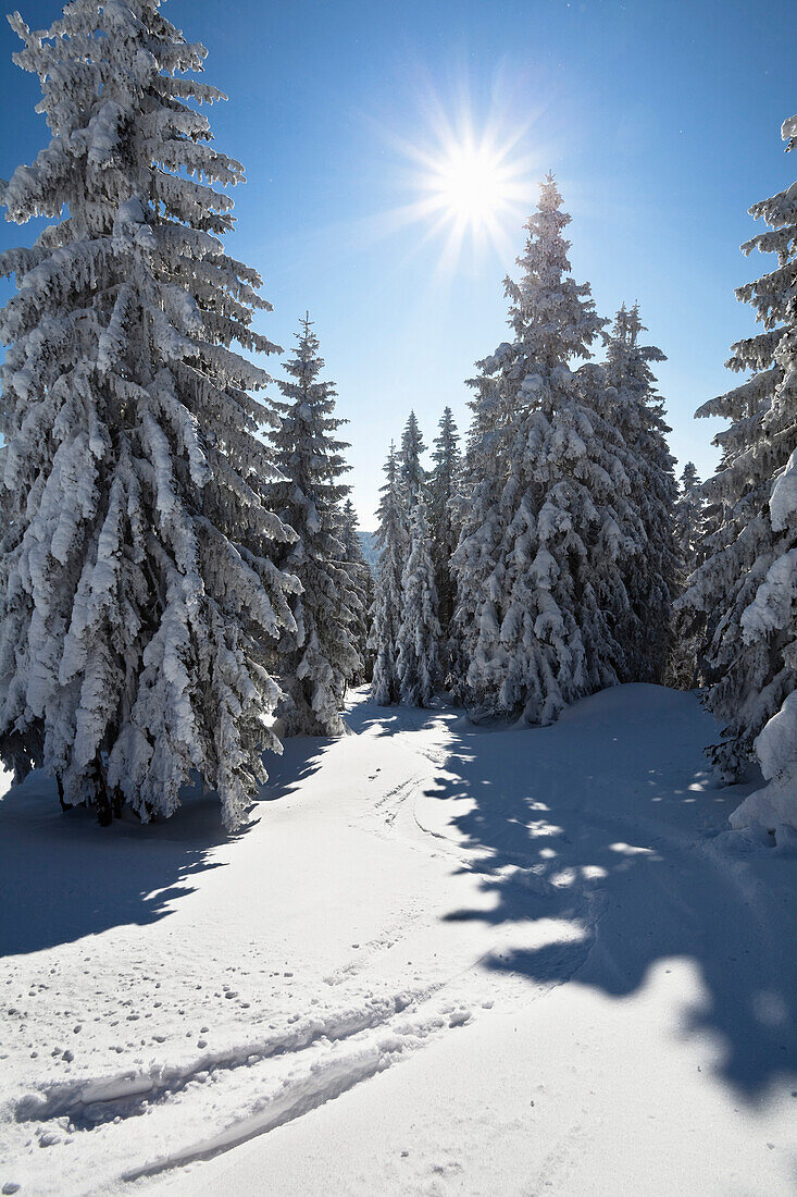 Verschneite Fichten im Sonnenlicht, Bergwald mit Skispur am Grossen Arber, Bayerischer Wald, Bayerisch Eisenstein, Niederbayern, Deutschland, Europa