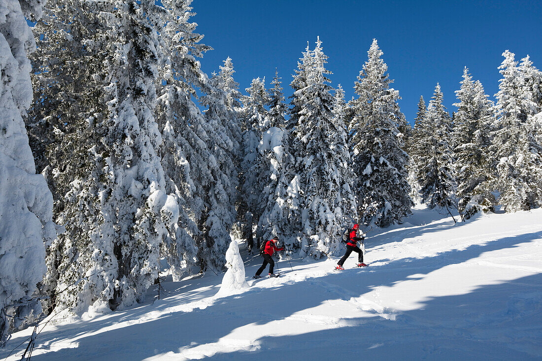 Skiers in the mountain forest on Great Arber mountain, Bavarian Forest, Bayerisch Eisenstein, Lower Bavaria, Germany, Europe