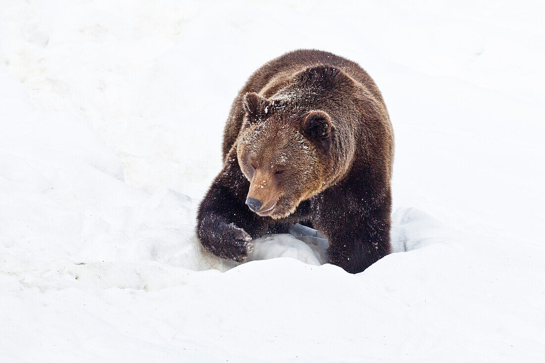European brown bear in the snow, Nationalpark Bayrischer Wald, Bavaria, Germany, Europe