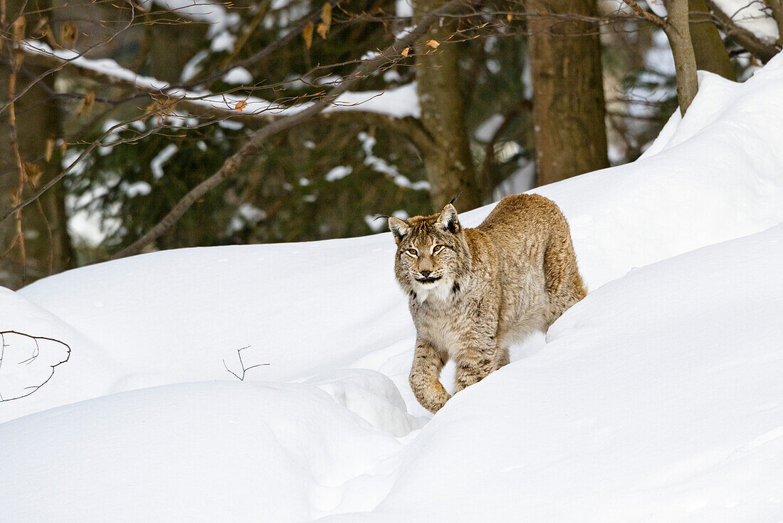 Europäischer Luchs im Schnee, Nationalpark Bayerischer Wald, Bayern, Deutschland, Europa