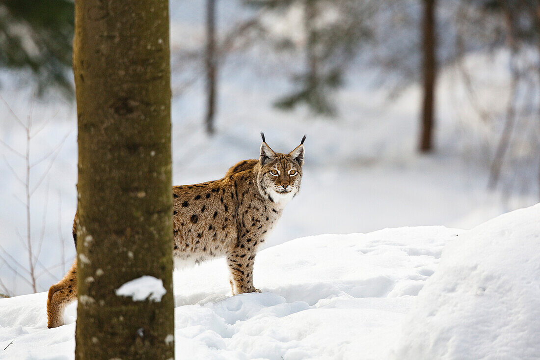 European lynx in the snow, Bavarian Forest National Park, Bavaria, Germany, Europe