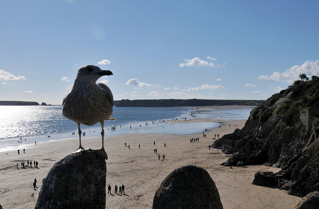 Beach at Tenby, close up of a seagull, Pembrokeshire, south-Wales, Wales, Great Britain