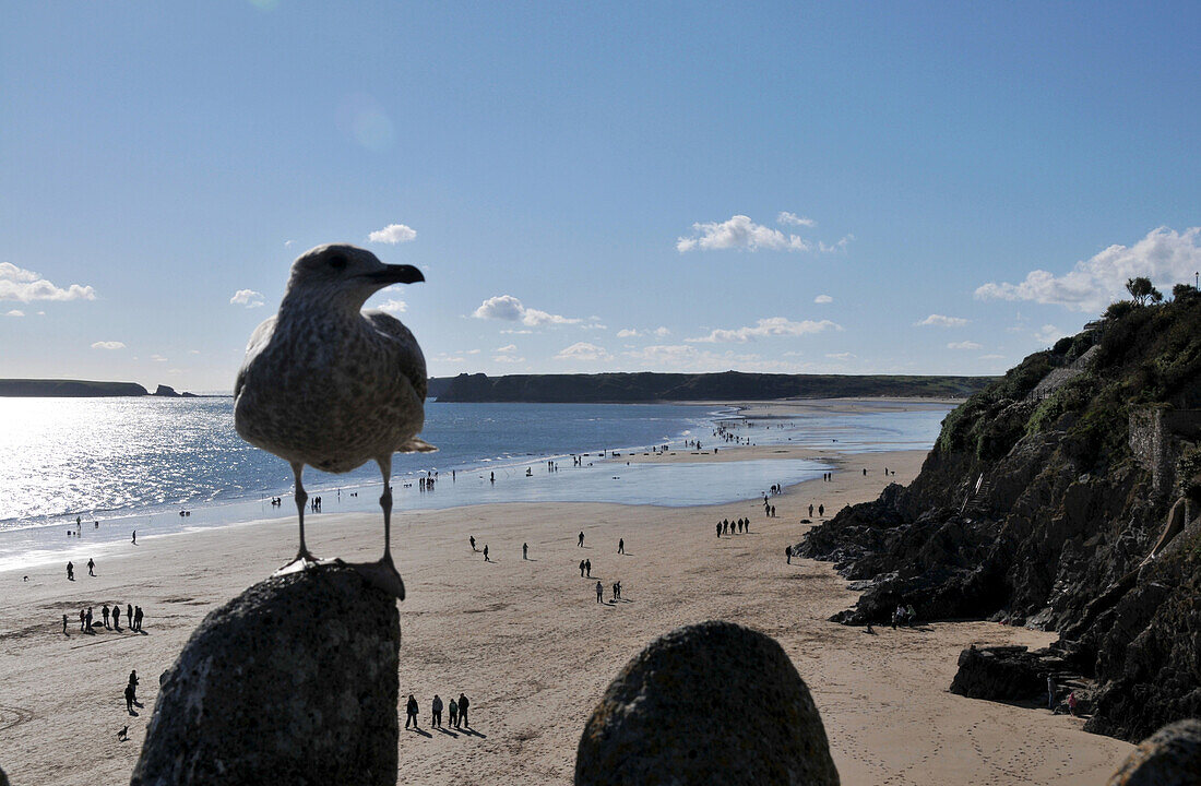 Strand bei Tenby, Nahaufnahme einer Möwe, Pembrokeshire, Süd-Wales, Wales, Großbritannien