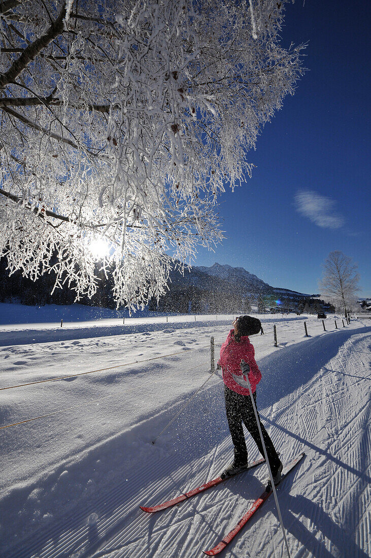 Frau beim Skilanglauf bei Kössen im Kaiserwinkl, Winter in Tirol, Österreich