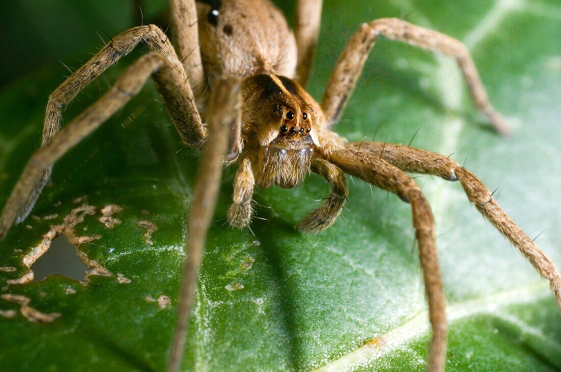 Extreme close up of the nursery web spider, Pisaura Mirabilis, female