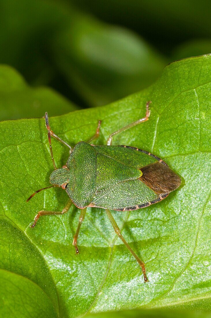 Green shieldbug on leaf Palomina Prasina, Order Hemiptera sub order Heteroptera Family Acanthosomidae