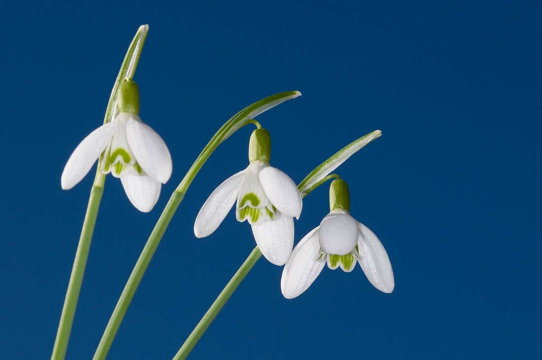 a group of three snowdrops Galanthus nivalis against a clear clue spring sky