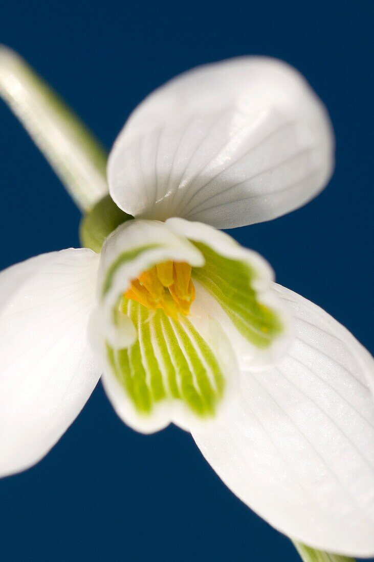 A single snowdrop Galanthus nivalis against a blue spring sky