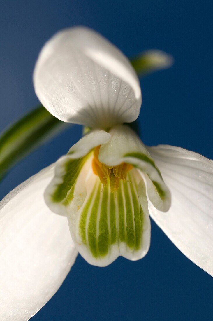 A single snowdrop Galanthus nivalis against a blue spring sky