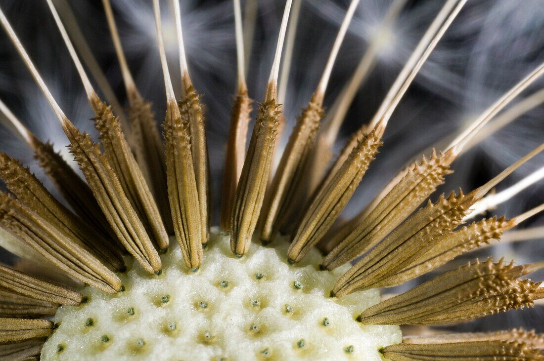 Dandelion clock, close up, showing how the seeds connect to the seed head