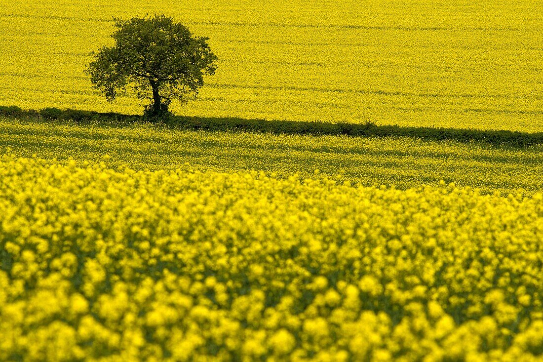 A single tree standing out against yellow oil-seed rape fields in the Cotswolds