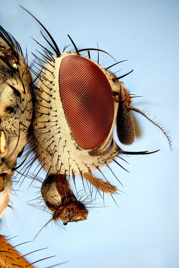 Extreme close up of the head of a fly showing the hexagonal structure of the compound eye