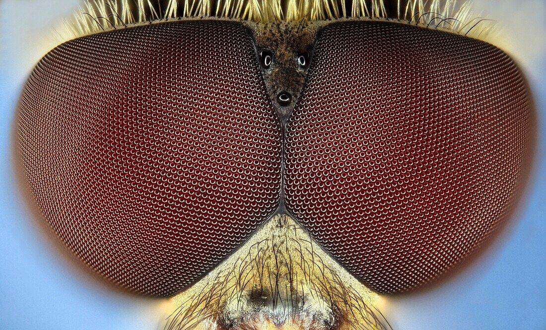 extreme close up of the eyes of the syrphid or hoverfly Eupeodes corollae