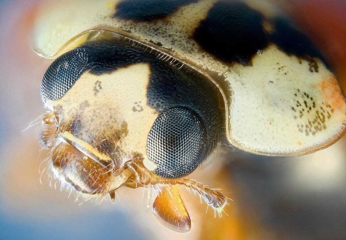 extreme close up of a ladybird's head