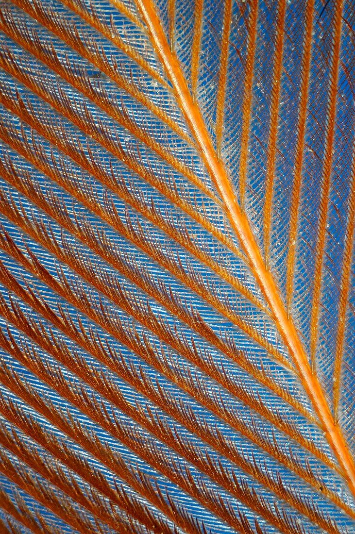 Extreme closeup of a feather chicken against a blue background