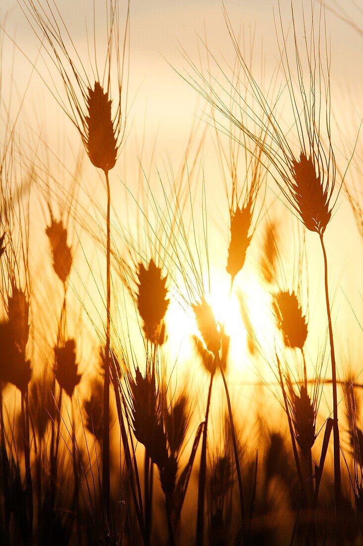 Wheat field