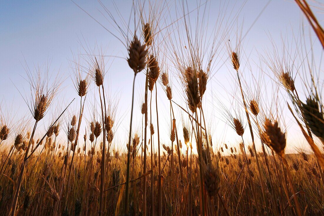 Wheat field