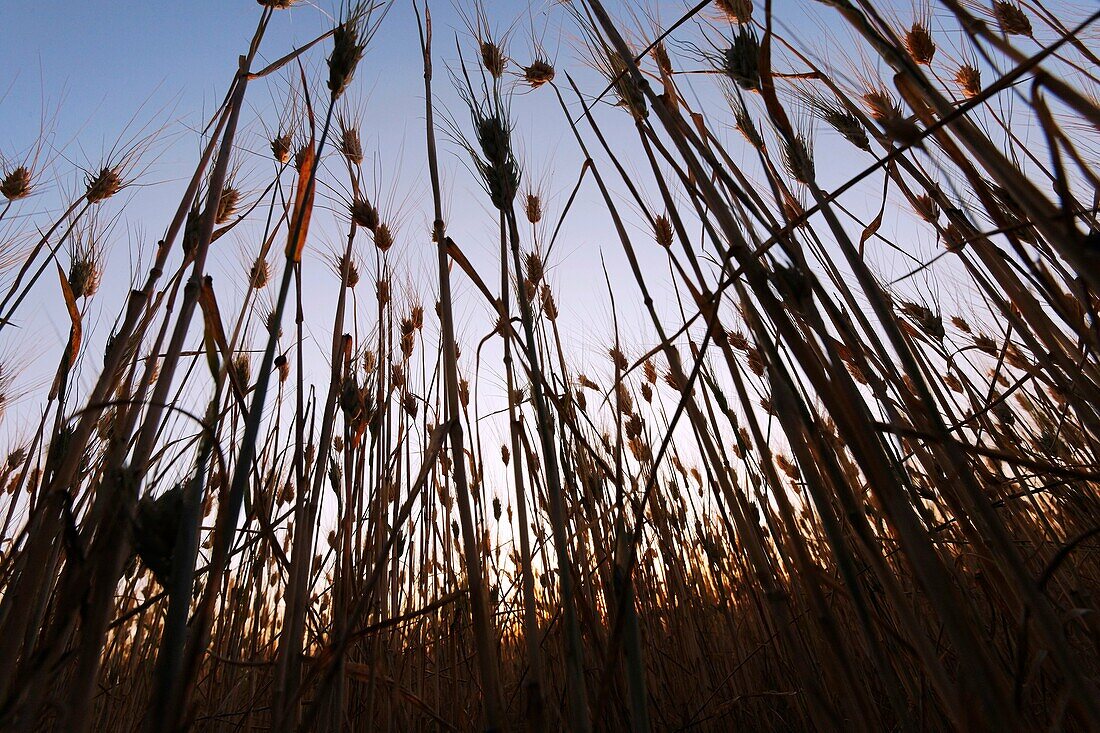 Wheat field